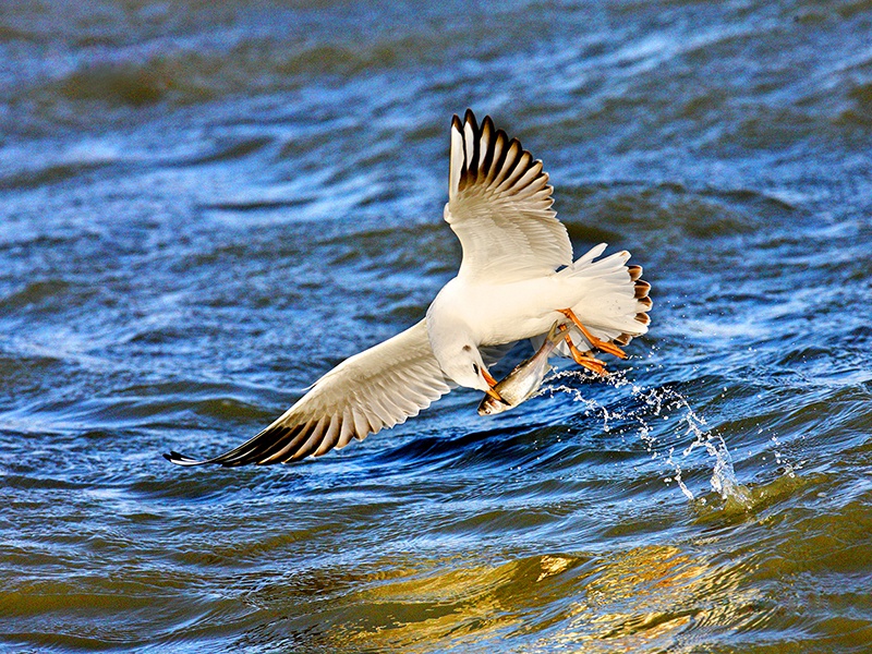 查干南湖鸟类的天堂